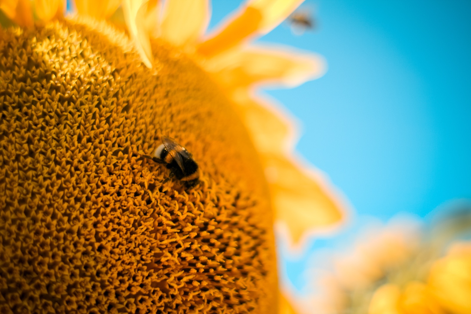 sunflower-bee